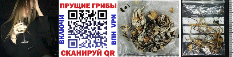 Галлюциногенные грибы GOLDEN TEACHER Бузулук
